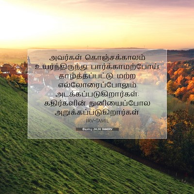 Picture 07 - யோபு 24:24 TAMIRV - அவர்கள் - Bible Verse Picture