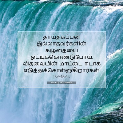 Picture 07 - யோபு 24:3 TAMIRV - தாய்தகப்பன் - Bible Verse Picture