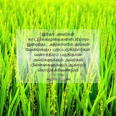 Picture 07 - யோபு 24:5 TAMIRV - இதோ, அவர்கள் - Bible Verse Picture
