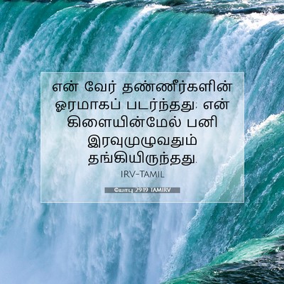 Picture 07 - யோபு 29:19 TAMIRV - என் வேர் - Bible Verse Picture