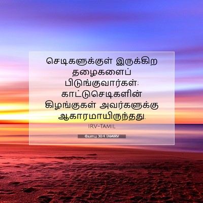 Picture 07 - யோபு 30:4 TAMIRV - செடிகளுக்குள் - Bible Verse Picture