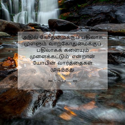 Picture 07 - யோபு 31:40 TAMIRV - அதில் - Bible Verse Picture