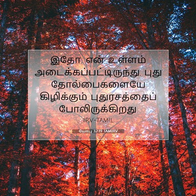Picture 07 - யோபு 32:19 TAMIRV - இதோ, என் உள்ளம் - Bible Verse Picture