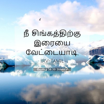 Picture 07 - யோபு 38:39 TAMIRV - நீ சிங்கத்திற்கு - Bible Verse Picture