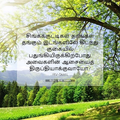 Picture 07 - யோபு 38:40 TAMIRV - சிங்கக்குட்டிகள் - Bible Verse Picture