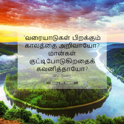 Picture 07 - யோபு 39:1 TAMIRV - “வரையாடுகள் - Bible Verse Picture