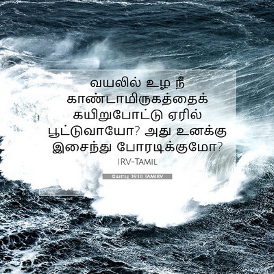 Picture 07 - யோபு 39:10 TAMIRV - வயலில் உழ நீ - Bible Verse Picture