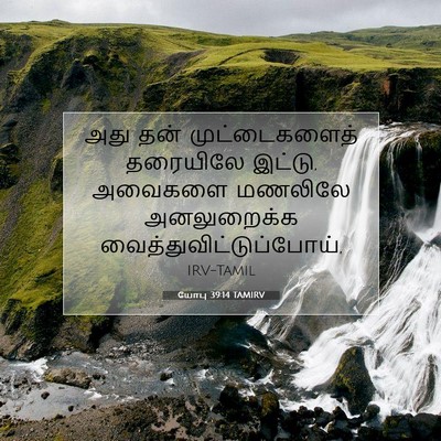 Picture 07 - யோபு 39:14 TAMIRV - அது தன் - Bible Verse Picture