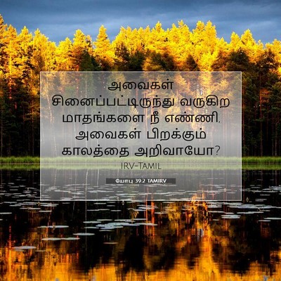 Picture 07 - யோபு 39:2 TAMIRV - அவைகள் - Bible Verse Picture