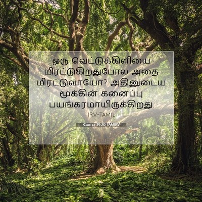 Picture 07 - யோபு 39:20 TAMIRV - ஒரு - Bible Verse Picture