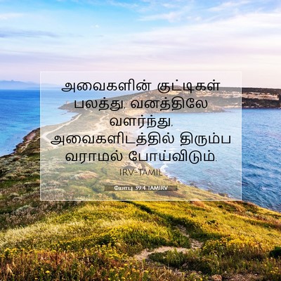 Picture 07 - யோபு 39:4 TAMIRV - அவைகளின் - Bible Verse Picture