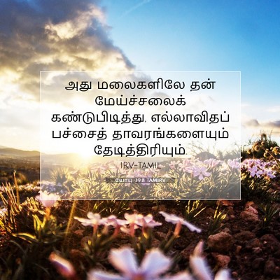 Picture 07 - யோபு 39:8 TAMIRV - அது மலைகளிலே தன் - Bible Verse Picture