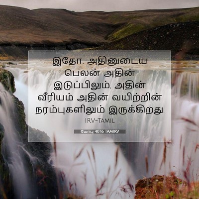 Picture 07 - யோபு 40:16 TAMIRV - இதோ, அதினுடைய - Bible Verse Picture