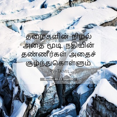 Picture 07 - யோபு 40:22 TAMIRV - தழைகளின் நிழல் - Bible Verse Picture
