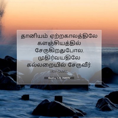 Picture 07 - யோபு 5:26 TAMIRV - தானியம் - Bible Verse Picture