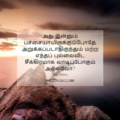 Picture 07 - யோபு 8:12 TAMIRV - அது இன்னும் - Bible Verse Picture