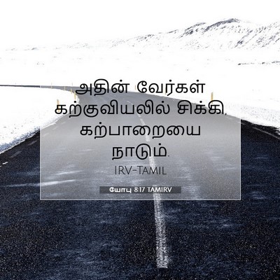 Picture 07 - யோபு 8:17 TAMIRV - அதின் வேர்கள் - Bible Verse Picture