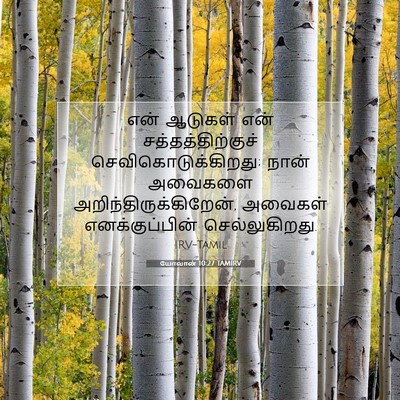 Picture 07 - யோவான் 10:27 TAMIRV - என் ஆடுகள் என் - Bible Verse Picture