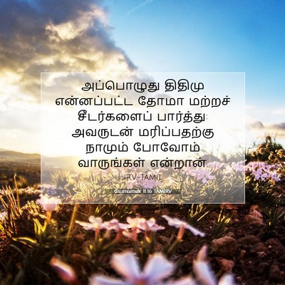 Picture 07 - யோவான் 11:16 TAMIRV - அப்பொழுது திதிமு - Bible Verse Picture