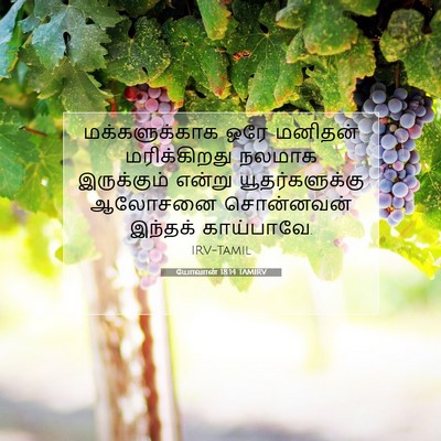 Picture 07 - யோவான் 18:14 TAMIRV - மக்களுக்காக ஒரே - Bible Verse Picture