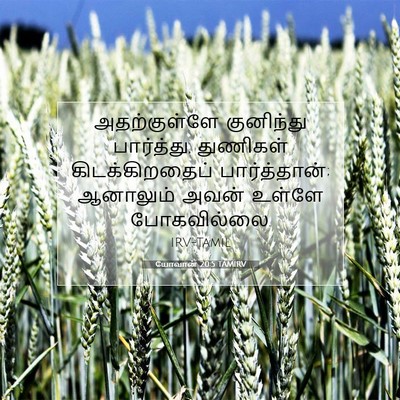 Picture 07 - யோவான் 20:5 TAMIRV - அதற்குள்ளே - Bible Verse Picture