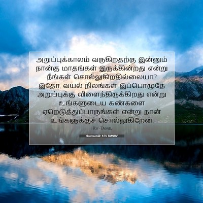 Picture 07 - யோவான் 4:35 TAMIRV - அறுப்புக்காலம் - Bible Verse Picture