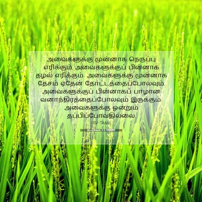 Picture 07 - யோவேல் 2:3 TAMIRV - அவைகளுக்கு - Bible Verse Picture