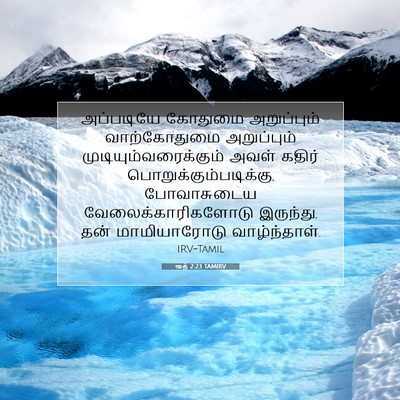 Picture 07 - ரூத் 2:23 TAMIRV - அப்படியே கோதுமை - Bible Verse Picture