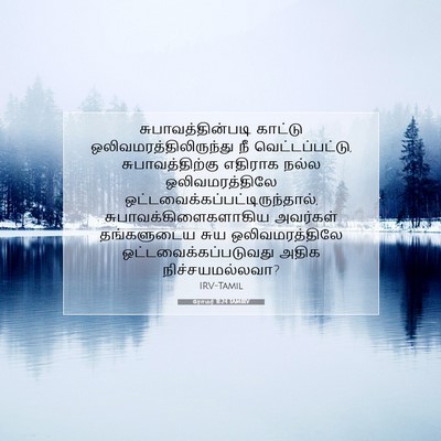Picture 07 - ரோமர் 11:24 TAMIRV - சுபாவத்தின்படி - Bible Verse Picture