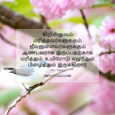 Picture 07 - ரோமர் 14:9 TAMIRV - கிறிஸ்துவும் - Bible Verse Picture