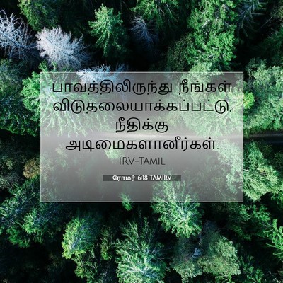 Picture 07 - ரோமர் 6:18 TAMIRV - பாவத்திலிருந்து - Bible Verse Picture
