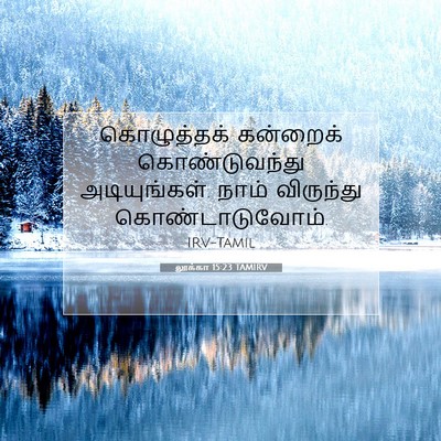 Picture 07 - லூக்கா 15:23 TAMIRV - கொழுத்தக் கன்றைக் - Bible Verse Picture