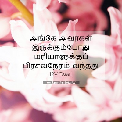 Picture 07 - லூக்கா 2:6 TAMIRV - அங்கே அவர்கள் - Bible Verse Picture