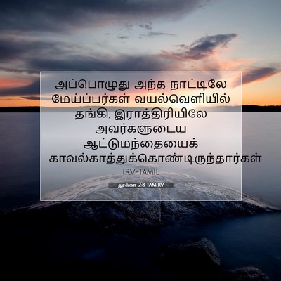 Picture 07 - லூக்கா 2:8 TAMIRV - அப்பொழுது அந்த - Bible Verse Picture