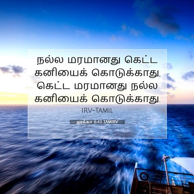 Picture 07 - லூக்கா 6:43 TAMIRV - நல்ல மரமானது - Bible Verse Picture