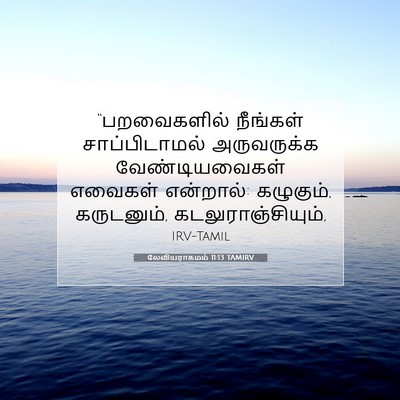 Picture 07 - லேவியராகமம் 11:13 TAMIRV - “பறவைகளில் - Bible Verse Picture