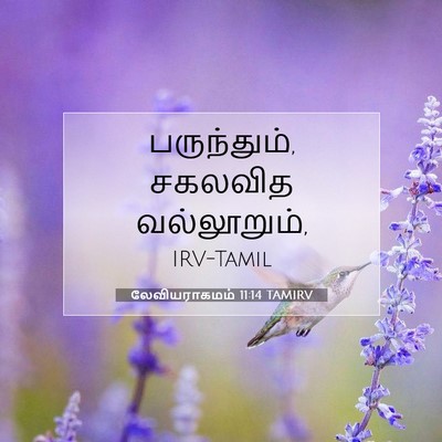Picture 07 - லேவியராகமம் 11:14 TAMIRV - பருந்தும், சகலவித - Bible Verse Picture