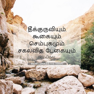 Picture 07 - லேவியராகமம் 11:16 TAMIRV - தீக்குருவியும், - Bible Verse Picture
