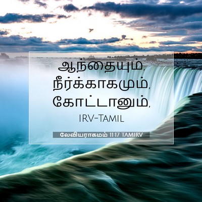 Picture 07 - லேவியராகமம் 11:17 TAMIRV - ஆந்தையும், - Bible Verse Picture
