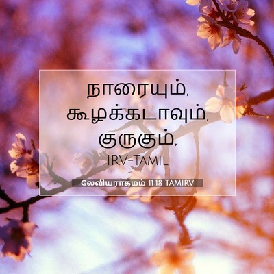 Picture 07 - லேவியராகமம் 11:18 TAMIRV - நாரையும், - Bible Verse Picture