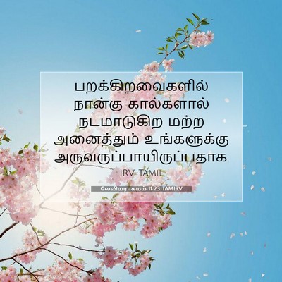 Picture 07 - லேவியராகமம் 11:23 TAMIRV - பறக்கிறவைகளில் - Bible Verse Picture