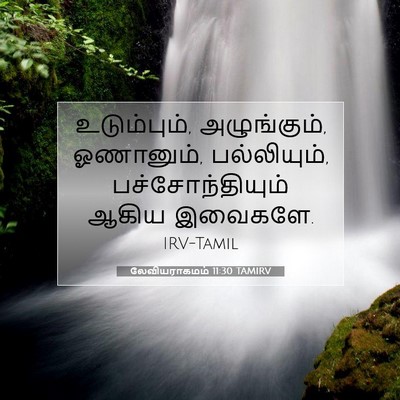 Picture 07 - லேவியராகமம் 11:30 TAMIRV - உடும்பும், - Bible Verse Picture
