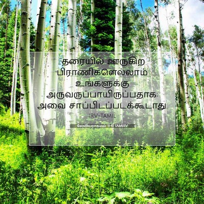 Picture 07 - லேவியராகமம் 11:41 TAMIRV - “தரையில் ஊருகிற - Bible Verse Picture