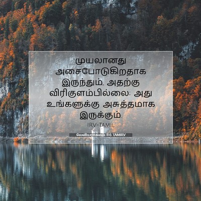 Picture 07 - லேவியராகமம் 11:6 TAMIRV - முயலானது - Bible Verse Picture