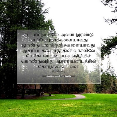 Picture 07 - லேவியராகமம் 15:14 TAMIRV - எட்டாம்நாளிலே, - Bible Verse Picture
