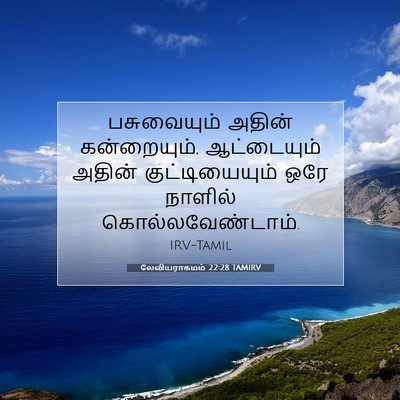 Picture 07 - லேவியராகமம் 22:28 TAMIRV - பசுவையும் அதின் - Bible Verse Picture