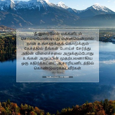 Picture 07 - லேவியராகமம் 23:10 TAMIRV - “நீ இஸ்ரவேல் - Bible Verse Picture