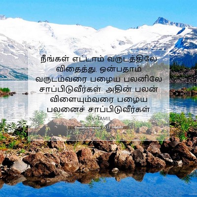 Picture 07 - லேவியராகமம் 25:22 TAMIRV - நீங்கள் எட்டாம் - Bible Verse Picture