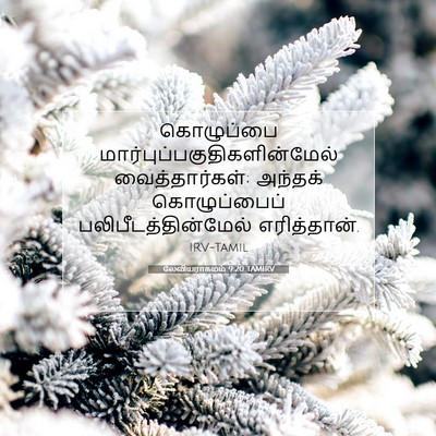 Picture 07 - லேவியராகமம் 9:20 TAMIRV - கொழுப்பை - Bible Verse Picture