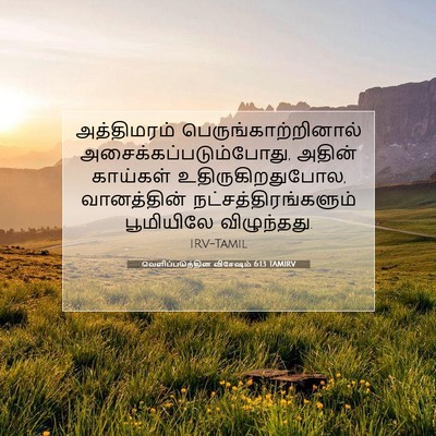Picture 07 - வெளிப்படுத்தின விசேஷம் 6:13 TAMIRV - அத்திமரம் - Bible Verse Picture